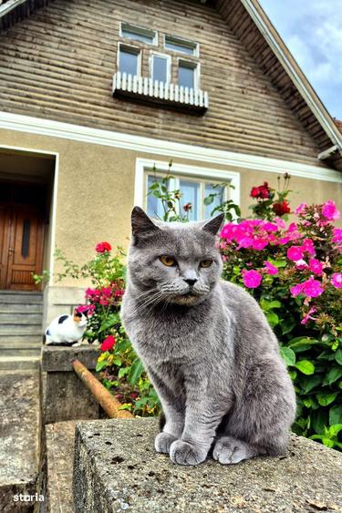 Proprietate cu casa traditionala si teren generos, Bran Poarta, 4000mp - 4