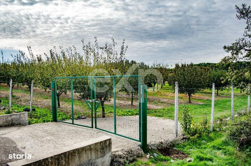 Teren cu livada de vanzare Sarbova, pozitie excelenta! - 5