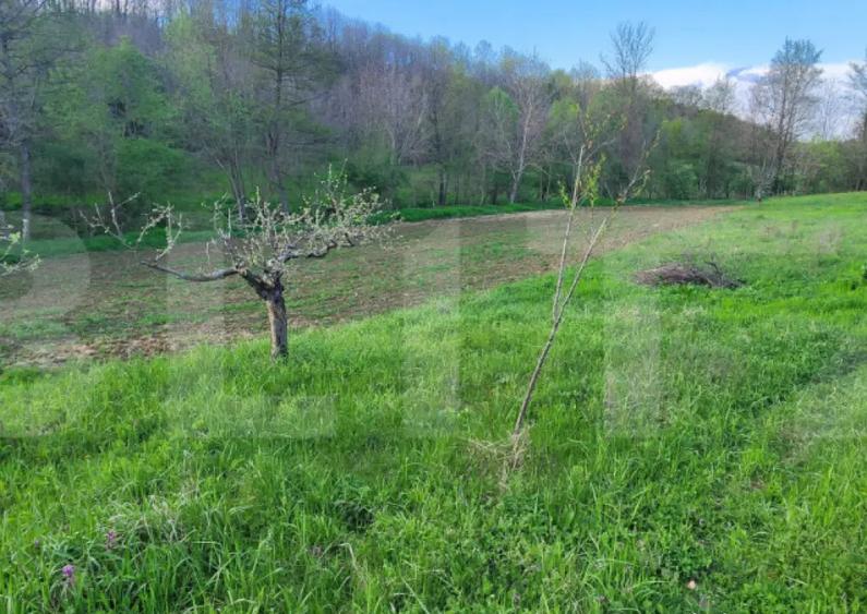 Teren 6650 mp, cu casa nefinalizata de 111 mp, in Nisipoasa - 2