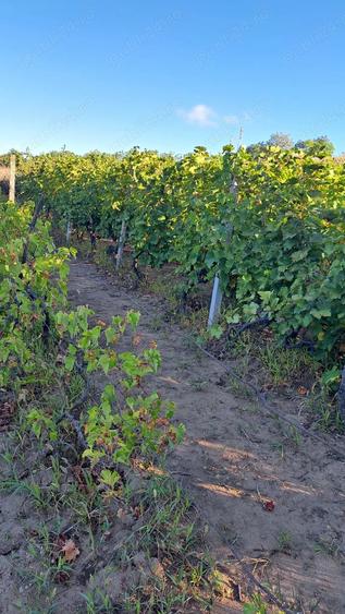 Galati Beresti - De vanzare 1 hectar plantatie de vita de vie si casa cu utilitati - 3