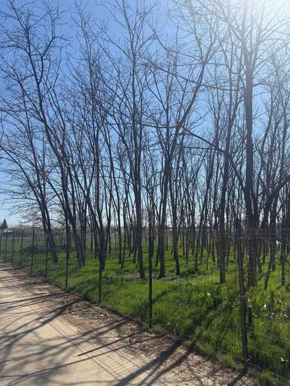 Vand teren intravilan Gruiu-Lipia - 3