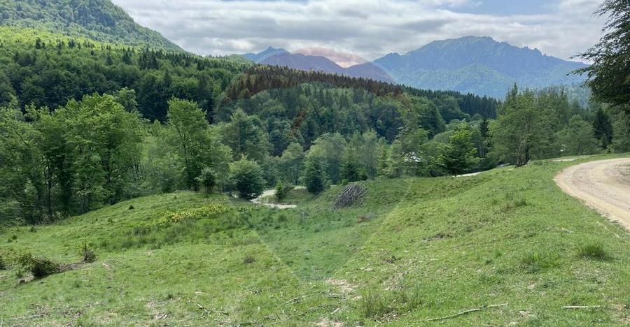 Teren 6000 mp, Vama Buzaului - vedere catre Ciuca? - 13