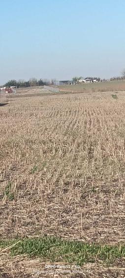 De vanzare loturi de teren intravilan in Singureni, Giurgiu - 3