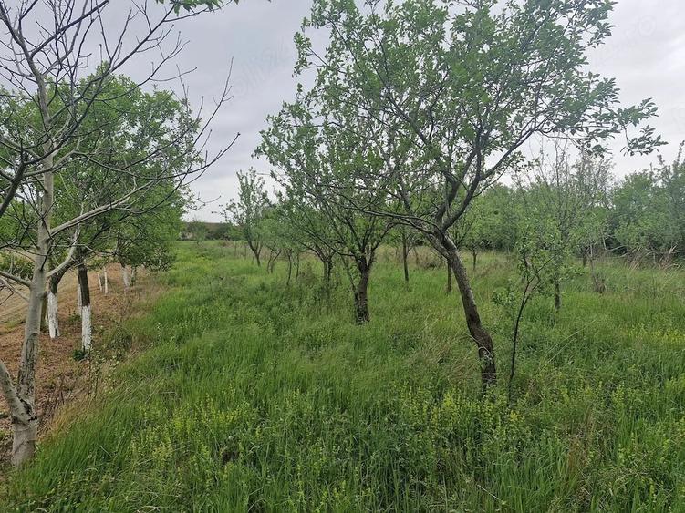 Casă cu 2 camere cu Teren 4561 Mp în Hidiș