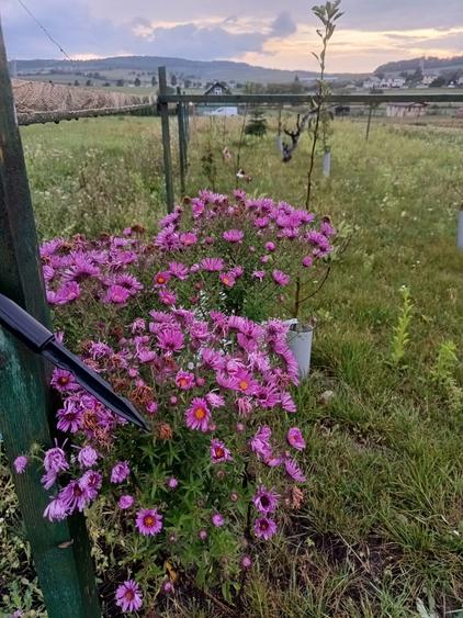 Teren in Salistea Noua - Com Baciu 2458mp - 2