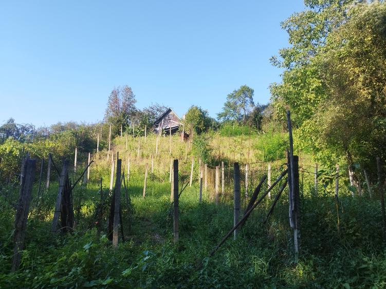 Teren Construcții intravilan de 5124 mp, în Cornișa