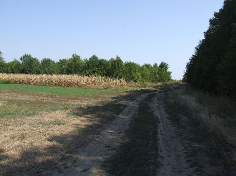 Clinceni-Ordoreanu intre padurea Teghes si Ordoreanu - 13