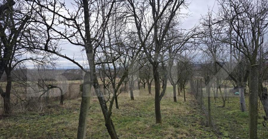 Teren intravilan - livada si vie- 20 ari - Viile SATU MARE - 12