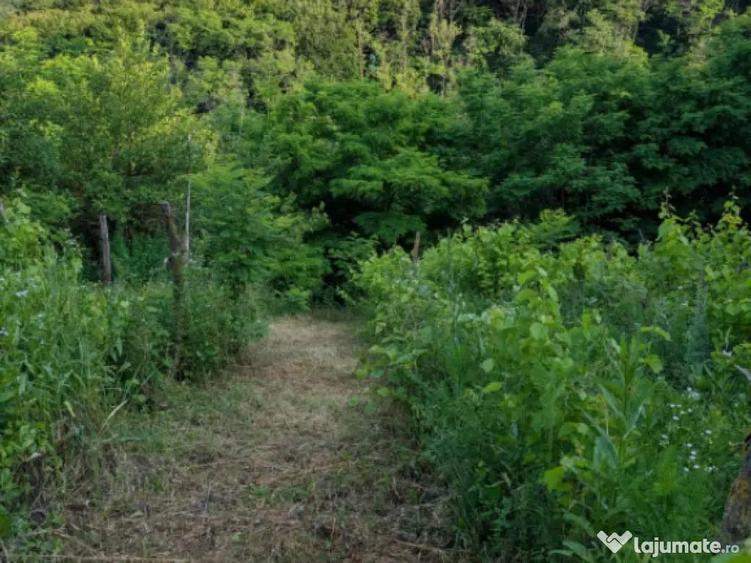 Sarata Bai- Oportunitate investi?ie- 4038 mp- priveli?te - 8