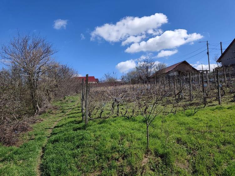 Vand Teren Intravilan Ghidigeni - 5