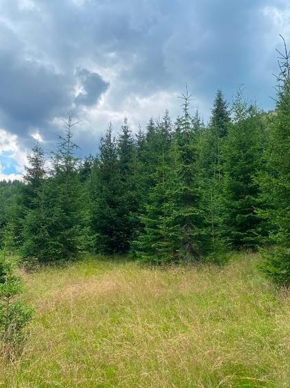 2 terenuri in zona Obarsia Lotrului - 2