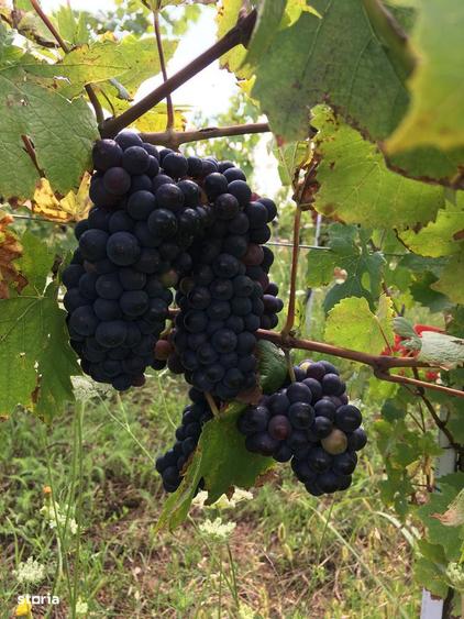 Lot compact 18,57 HA , vita de vie nobila pe rod - 3