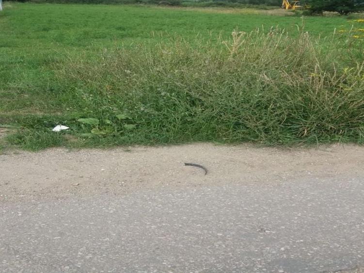 Teren intravilan 5000 mp de vanzare pe soseaua de Centura Alba Iulia - 2