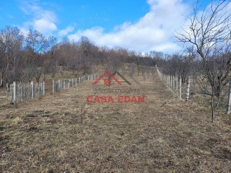 Teren intravilan in Cornu--2991mp--29e - 5