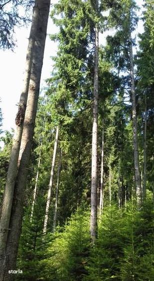 Padure cu teren 9.5 hectare investie forestiera avantajoasa - 6