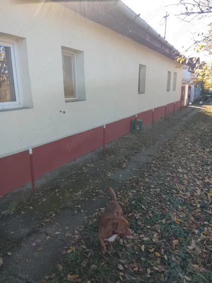 Casa de vanzare la 50km de Timisoara - 9