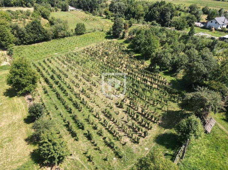 Ferma agricola, plantatii de mure, trandafiri, vita-de-vie Ferma agricola, plantatii de mure, trandafiri, vita-de-vie