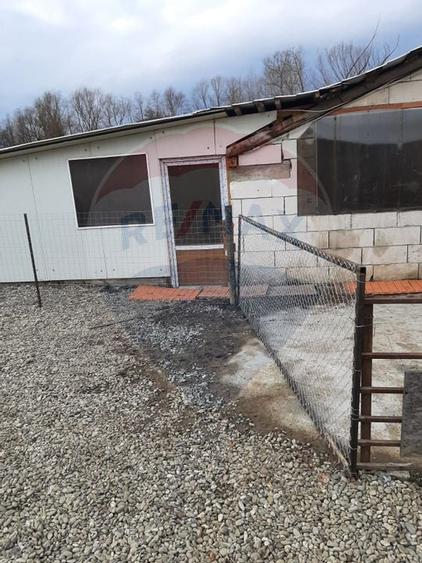 Afacere la cheie în creșterea porcinelor – Rona de Jos - 5