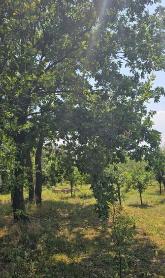 Intravilan 480 mp , loc de casa , zona padure Baicoi Prahova - 4