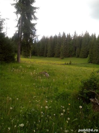 Teren de 6000 mp, în Ghețari