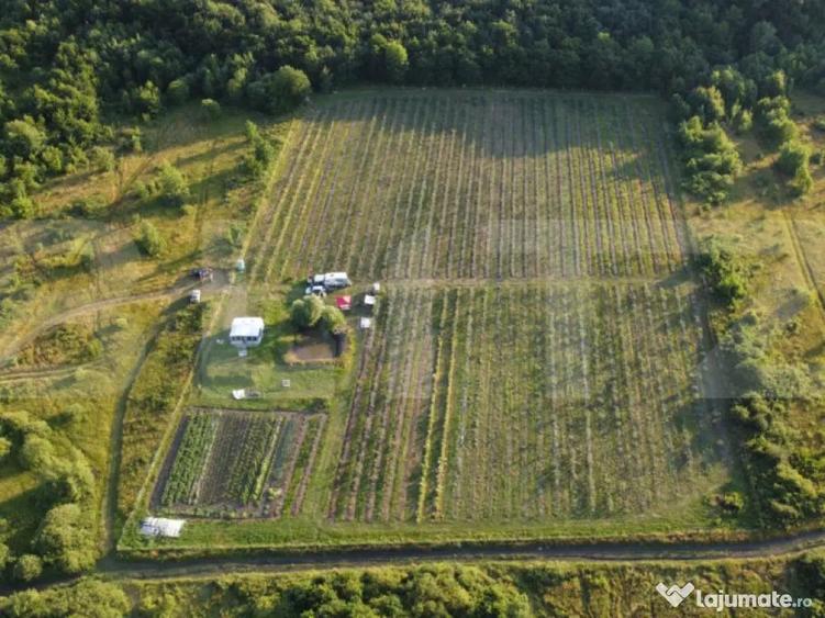 ???? Afacere la Cheie: Planta?ie Afine BIO 1.93 Ha - 5