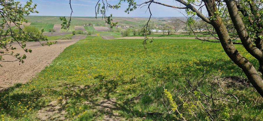 4714mp intravilan, Bradatel Vale, com. Horodniceni, jud. Suceava - 1