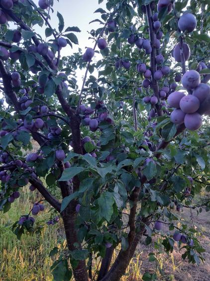 Vind teren in Fedeleseni-Strunga, Iasi - 6