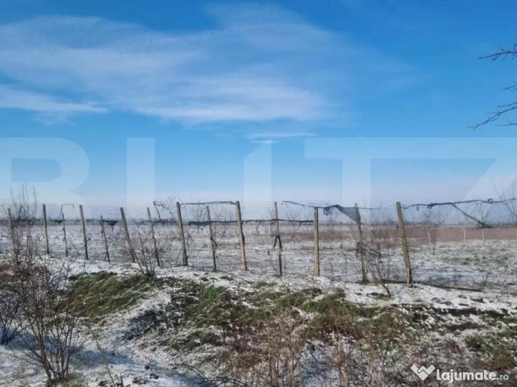 Teren cu livada Nuci- Oportunitate investitie- CioraniPh - 10