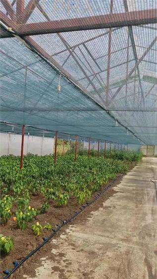 AFACERE LA CHEIE HALA PRODUCTIE + SERA PROFESIONALA - 1