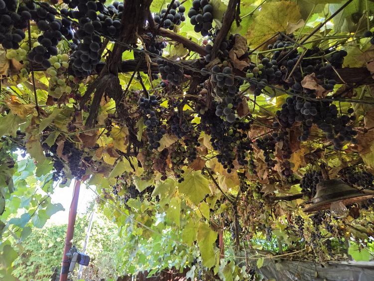 Casa Ciuslea Vrancea - 1