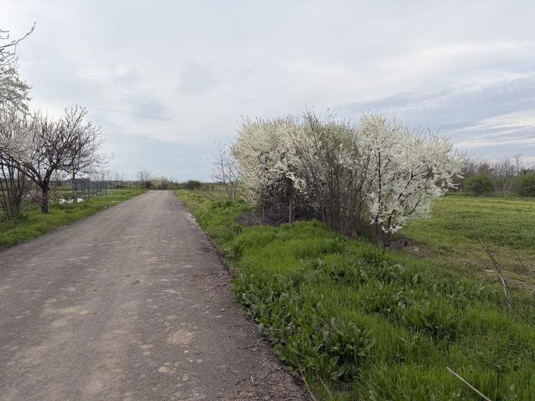 Teren intravilan 700mp, Lilieci, Ialomita(20 min de Bucuresti) - 3