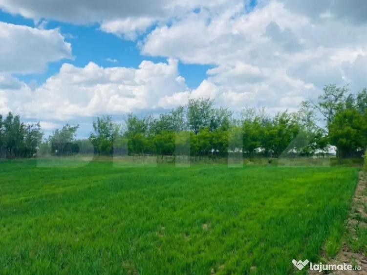 Casa pe parter, 2.753 mp teren, Marotinu de Sus, Celaru - 5