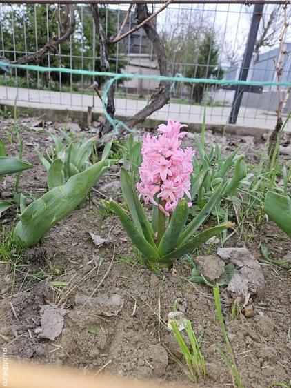 casa de vanzare (schimb cu ap. in Buc.) - 3