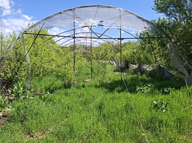 Teren intravilan 2312mp+ casa Vidra Sintesti - 2