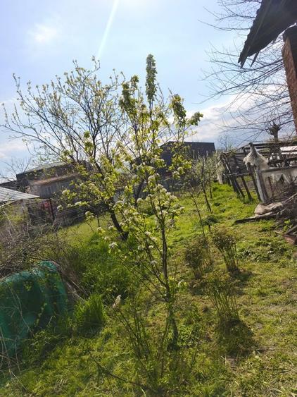 Vanzare Casa batraneasca Colibasi jud Giurgiu - 3