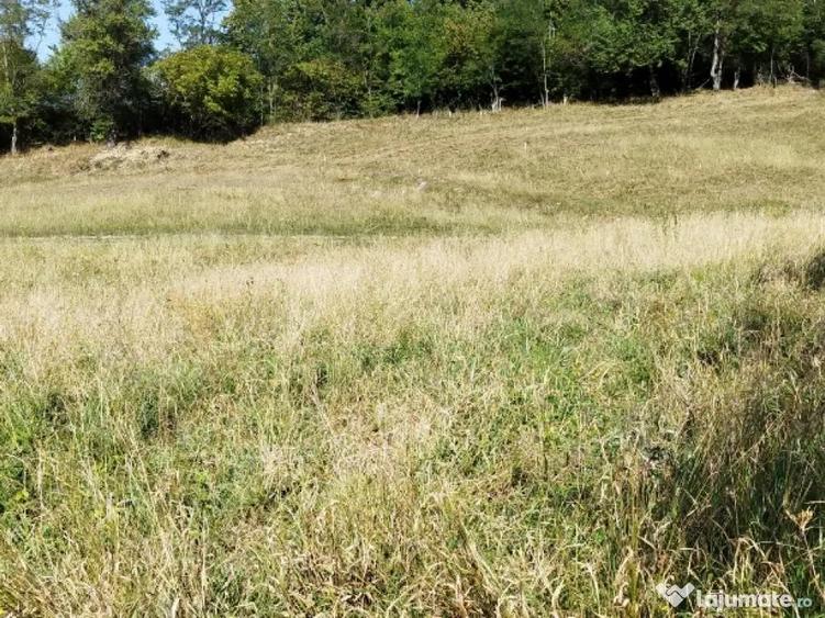 18.000 Mp teren extravilan in jud Sibiu comuna Mihaileni sat ?elcau pret negociabil - 9