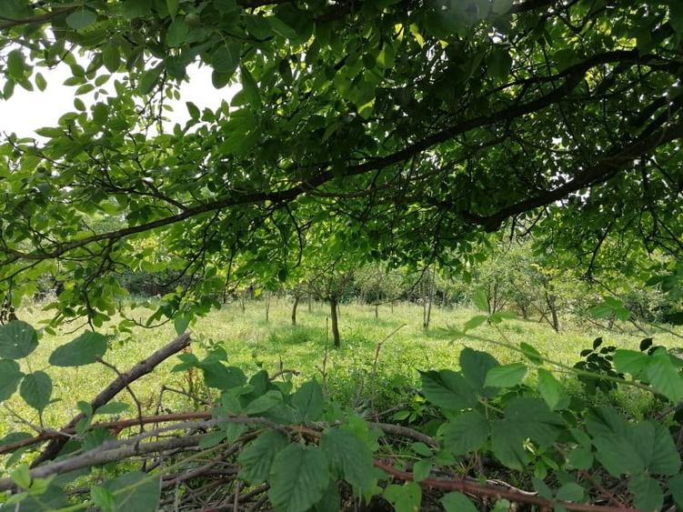 Curte 3025mp , Bughea de Jos, 5 min Valeni PH - 6