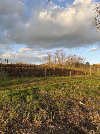 Teren de vanzare Walter Maracineanu Comuna Iepuresti judet Giurgiu - 1
