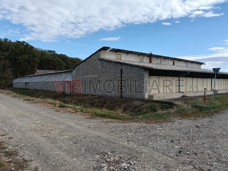 Ferma Agricolă 1.350 Hectare – Grad de Comasare 96–97%, Chișineu Criș, Județul A - 2