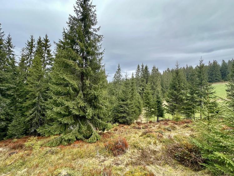 TEREN PARCELABIL, aproape de partia de ski Marisel si Crucea Iancului - 7