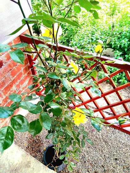 Vand casa Str Lozoveni (Bd George Cosbuc Mall) moderna 110mp caramida - 7