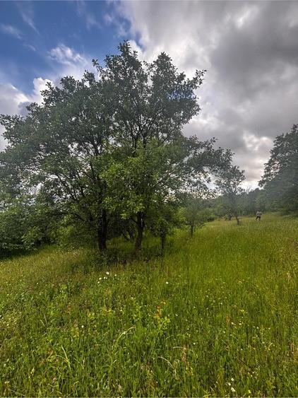 Vand teren intravilan - 5