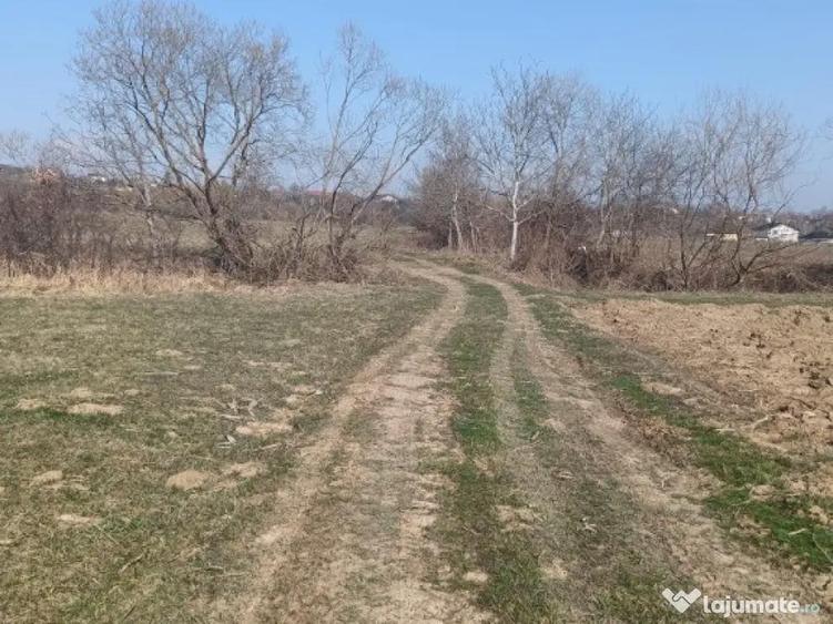 Remetea Chioarului, 29 ari teren - 3