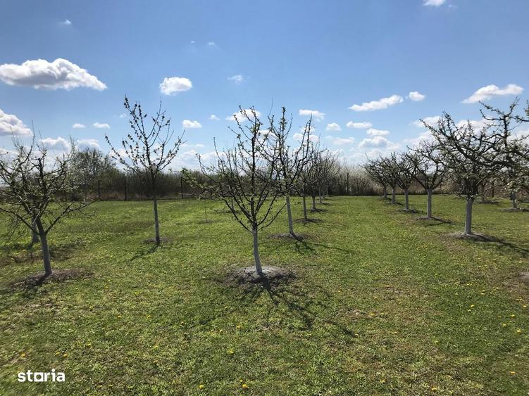 Teren 3000 mp cu pomi fructiferi - 4