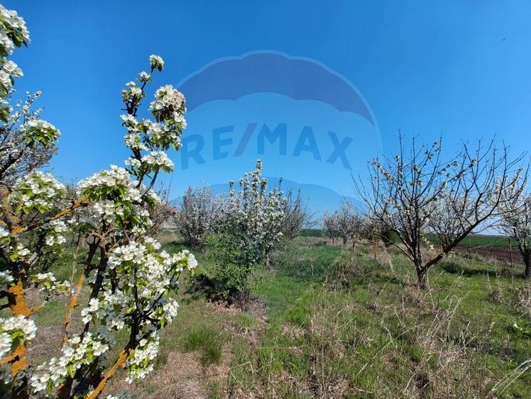 Casa de vanzare cu teren de 2175 mp,anexe si livada generoasa | Mailat - 15