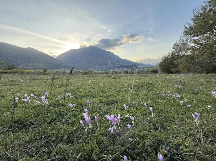Teren intravilan 500 sau 1000 mp Bran-Tohanita la dum asfaltat - 1