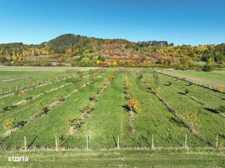 RECO, Teren cu livada de nuci, Zona Auseu, Bihor - 2
