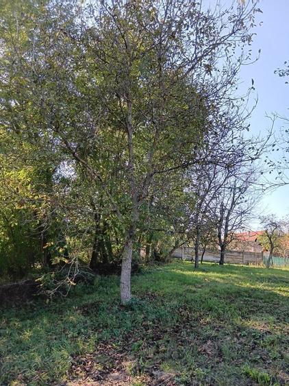 Vand Teren Intravilan 2877 mp Surducu Mic TM - 1