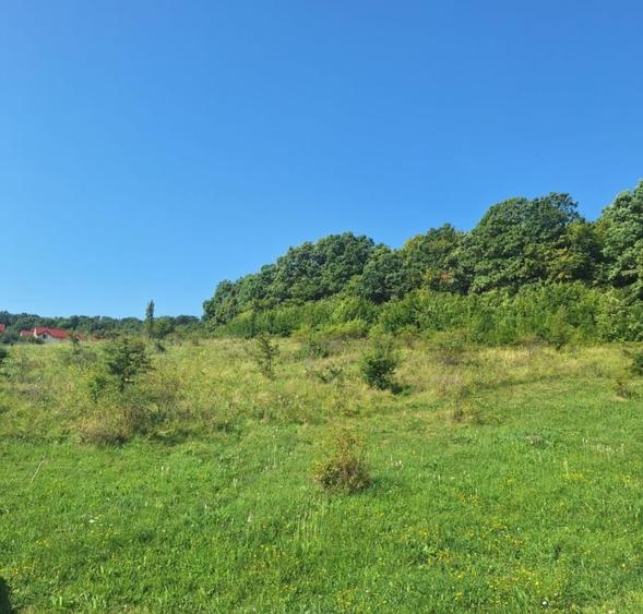 Teren in Chinteni langa padure 1425mp front 70ml - 2