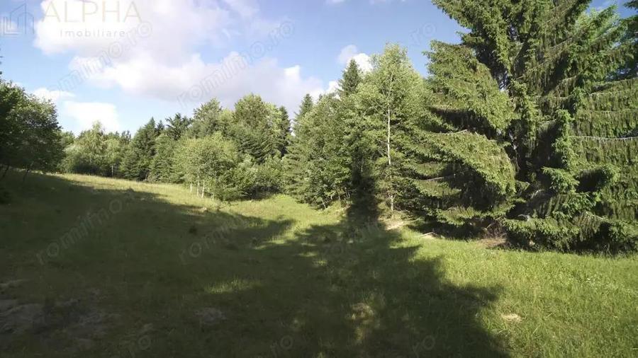 Teren Intravilan de 1.7 Hectare in Colibita - 4